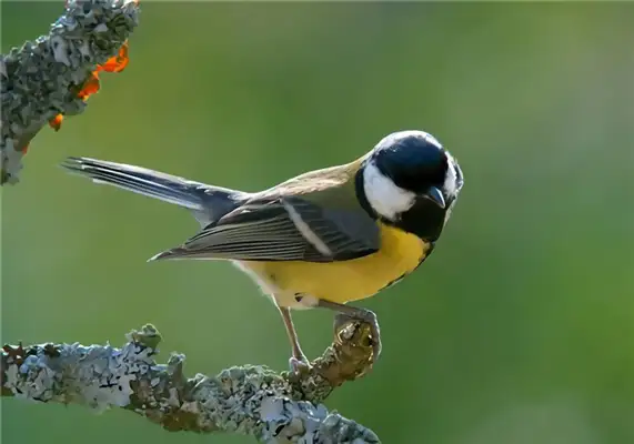 Big tits ID