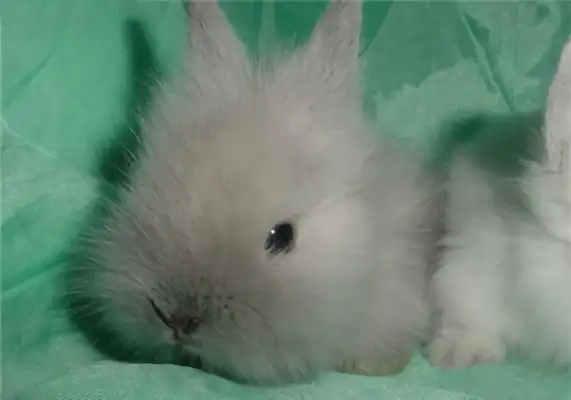 Lion Bunny Identity Information