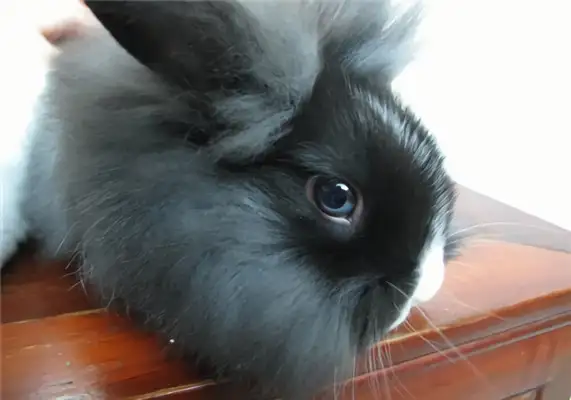 Lion Bunny Identity Information