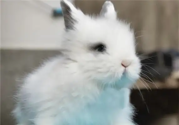 Lion Bunny Identity Information