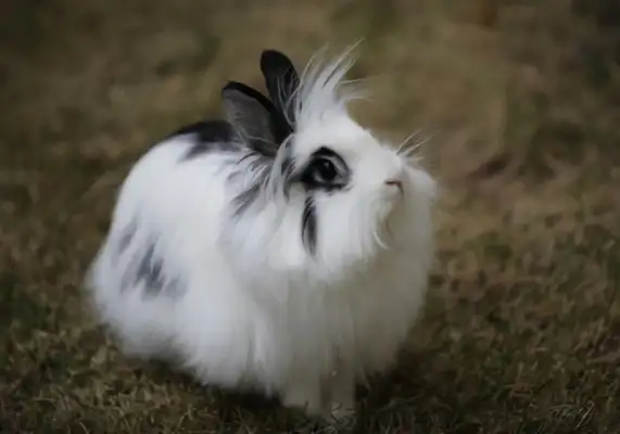Lion Bunny Identity Information