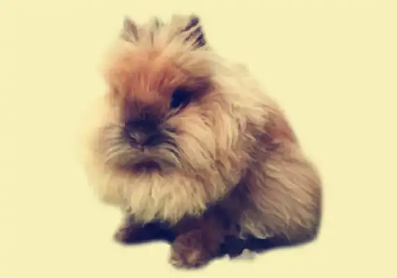 Lion Bunny Identity Information