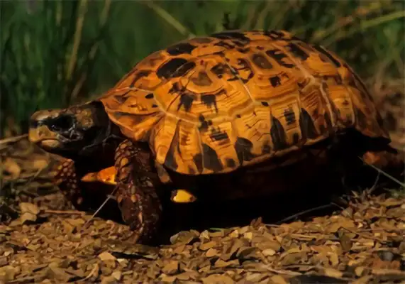 The bell is folded to back the turtle's identity information