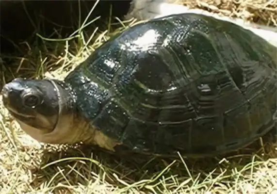 Malaysian Turtle Identity Information