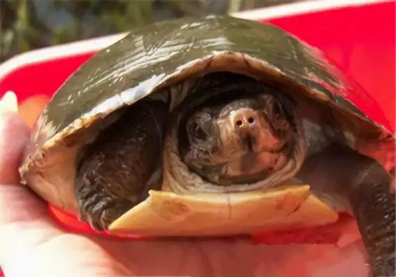 Malaysian Turtle Identity Information