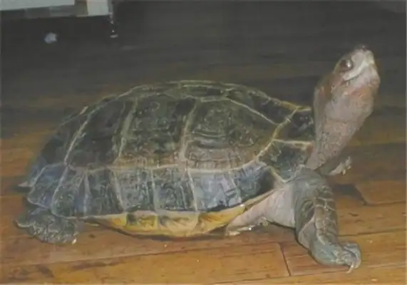 Malaysian Turtle Identity Information