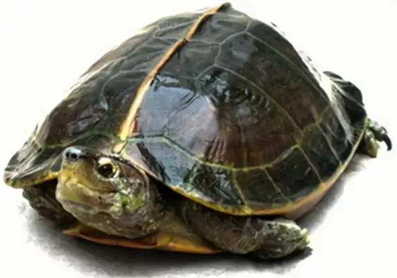 Malaysian Turtle Identity Information