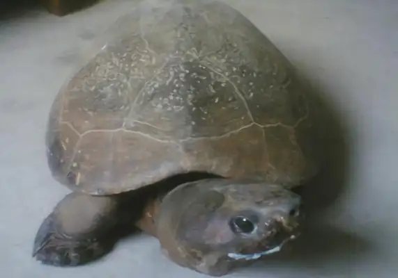 Malaysian Turtle Identity Information