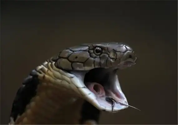 King Cobra's identity information