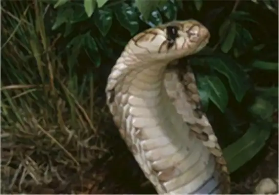 King Cobra's identity information