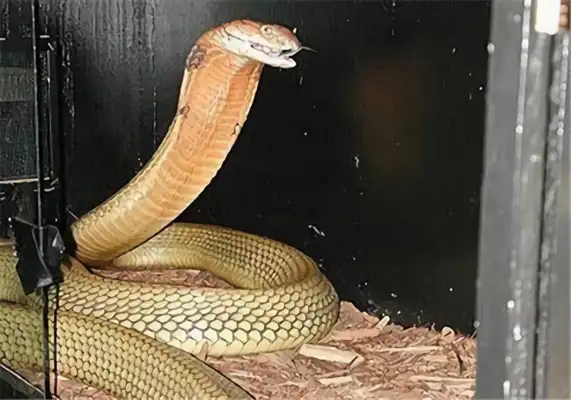 King Cobra's identity information