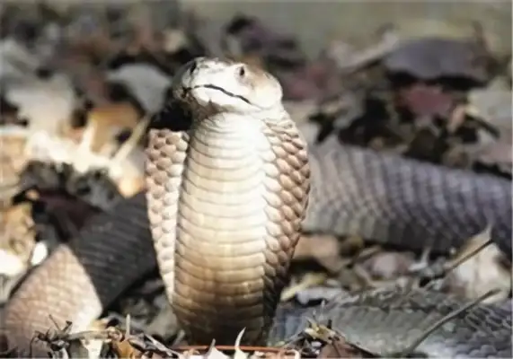 King Cobra's identity information