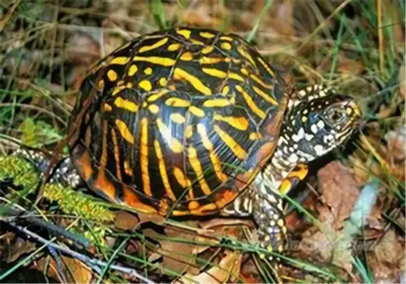 Northern Box Turtle Identity Information