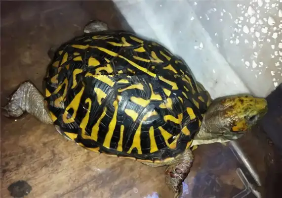 Northern Box Turtle Identity Information