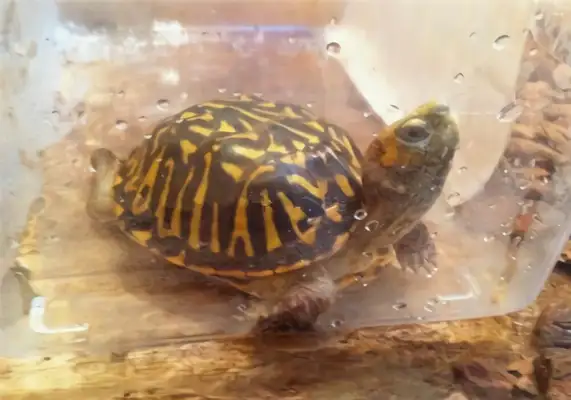 Northern Box Turtle Identity Information