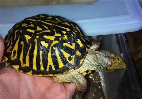 Northern Box Turtle Identity Information