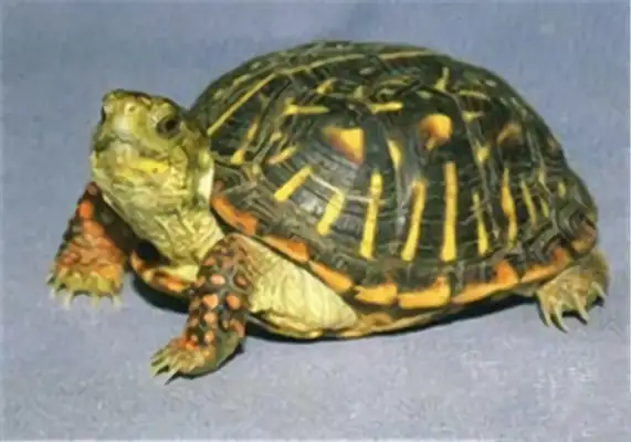 Northern Box Turtle Identity Information