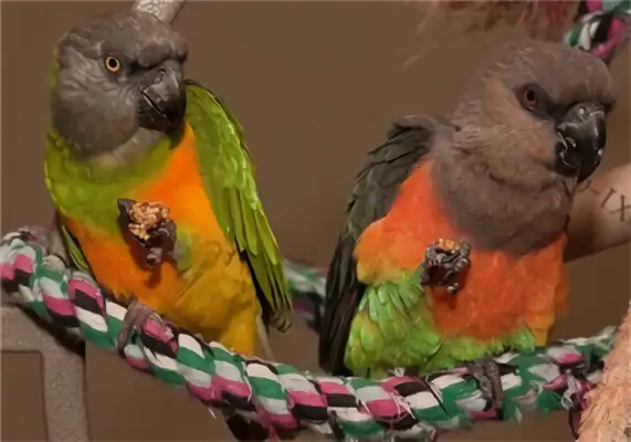 Identified parrot