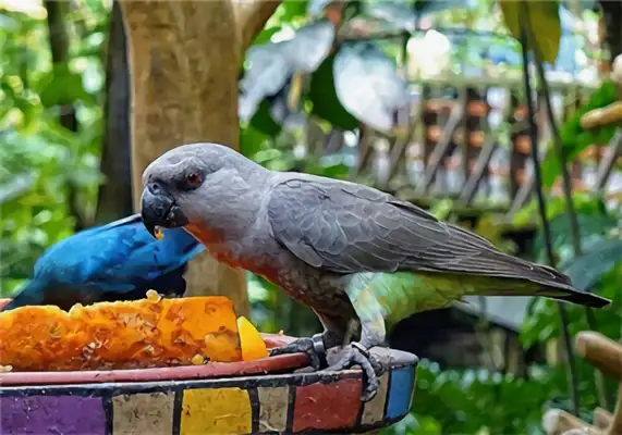 Identified parrot