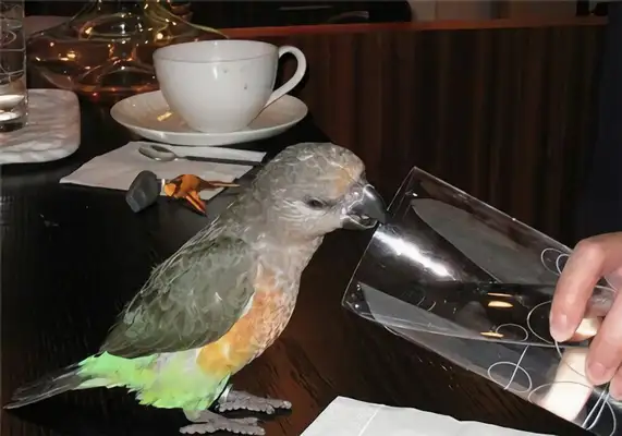 Identified parrot
