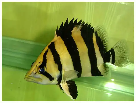 Thai Tiger Identity Information