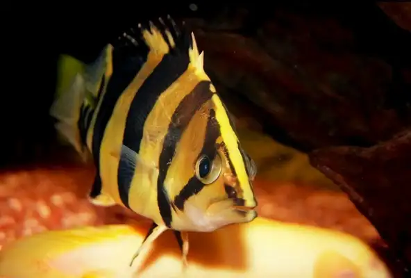 Thai Tiger Identity Information