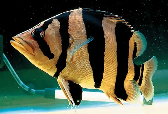 Thai Tiger Identity Information