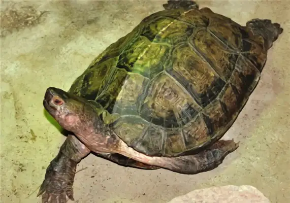 Asian Turtle Identity Information