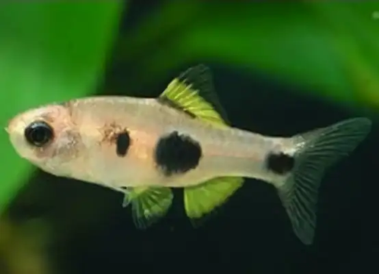 Bigger ID