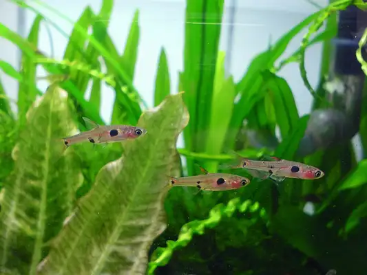 Bigger ID