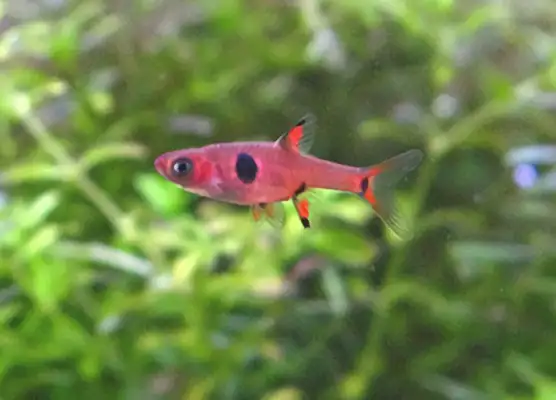 Bigger ID