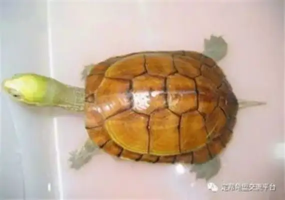 Why don't you recommend a yellow throat turtle