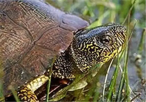 Stoneline water turtle identity information