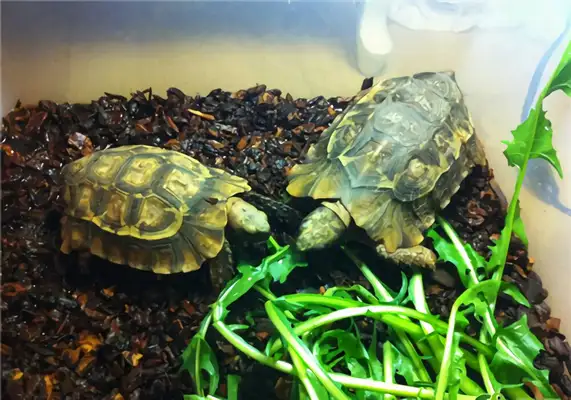 African back turtle identity information