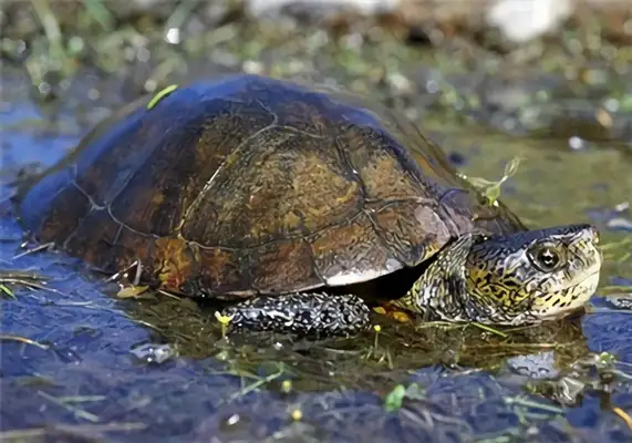 Stoneline water turtle identity information