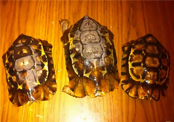 African back turtle identity information