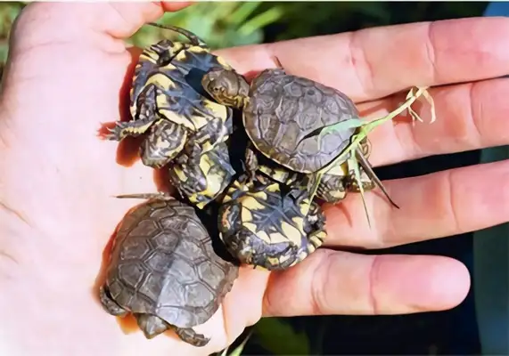 Stoneline water turtle identity information