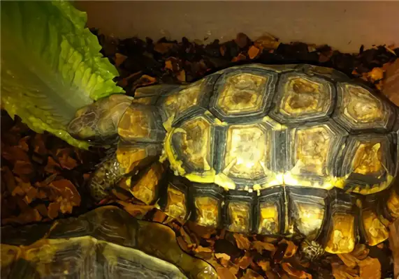 African back turtle identity information