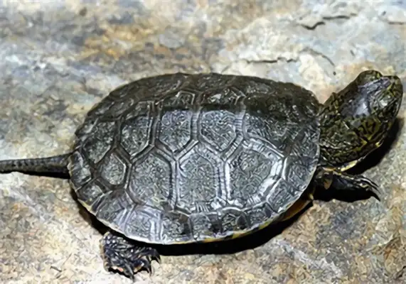 Stoneline water turtle identity information