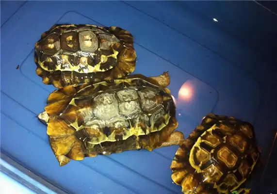 African back turtle identity information