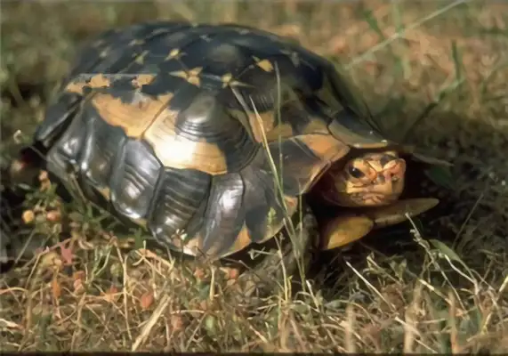 African back turtle identity information