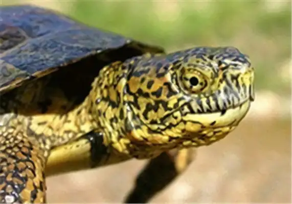 Stoneline water turtle identity information