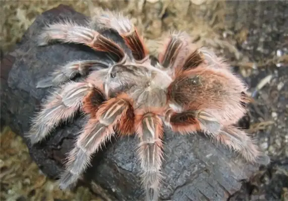 Red Rose Spider Identity Information