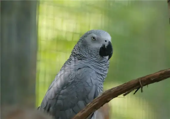 Status information for African grey parrots
