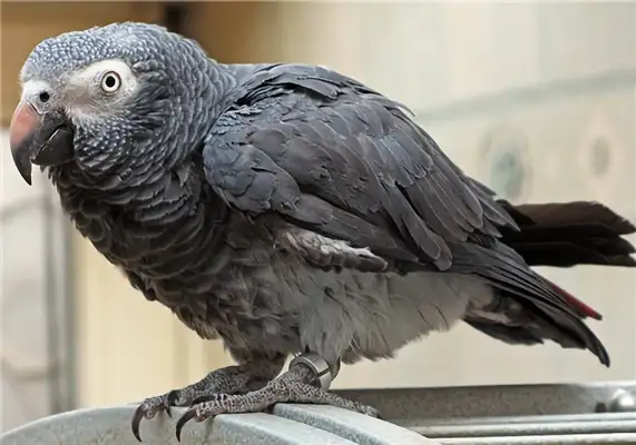 Status information for African grey parrots