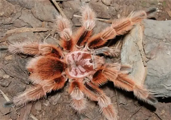 Red Rose Spider Identity Information