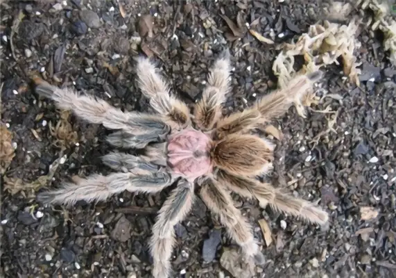 Red Rose Spider Identity Information