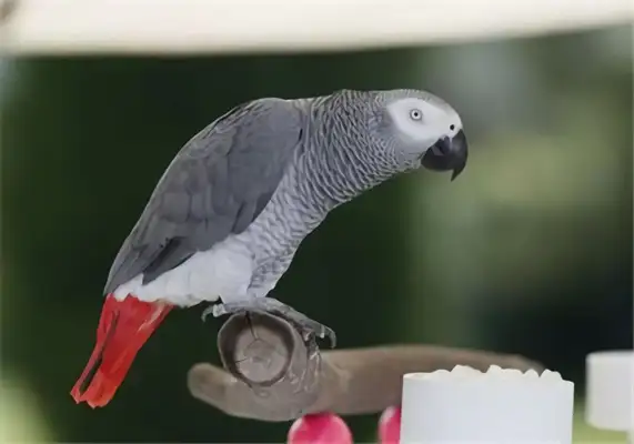 Status information for African grey parrots