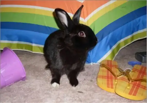 Chawin's got information about the rabbit