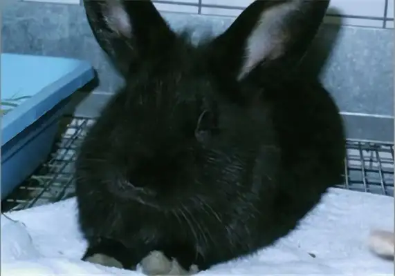 Chawin's got information about the rabbit